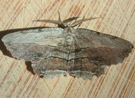 Common Lytrosis